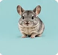 Chinchillas