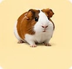 Guinea Pigs