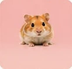 Hamsters