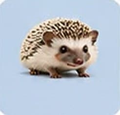 Hedgehogs