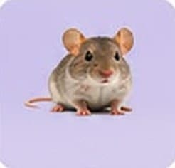 Mice