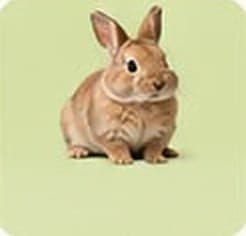 Rabbits